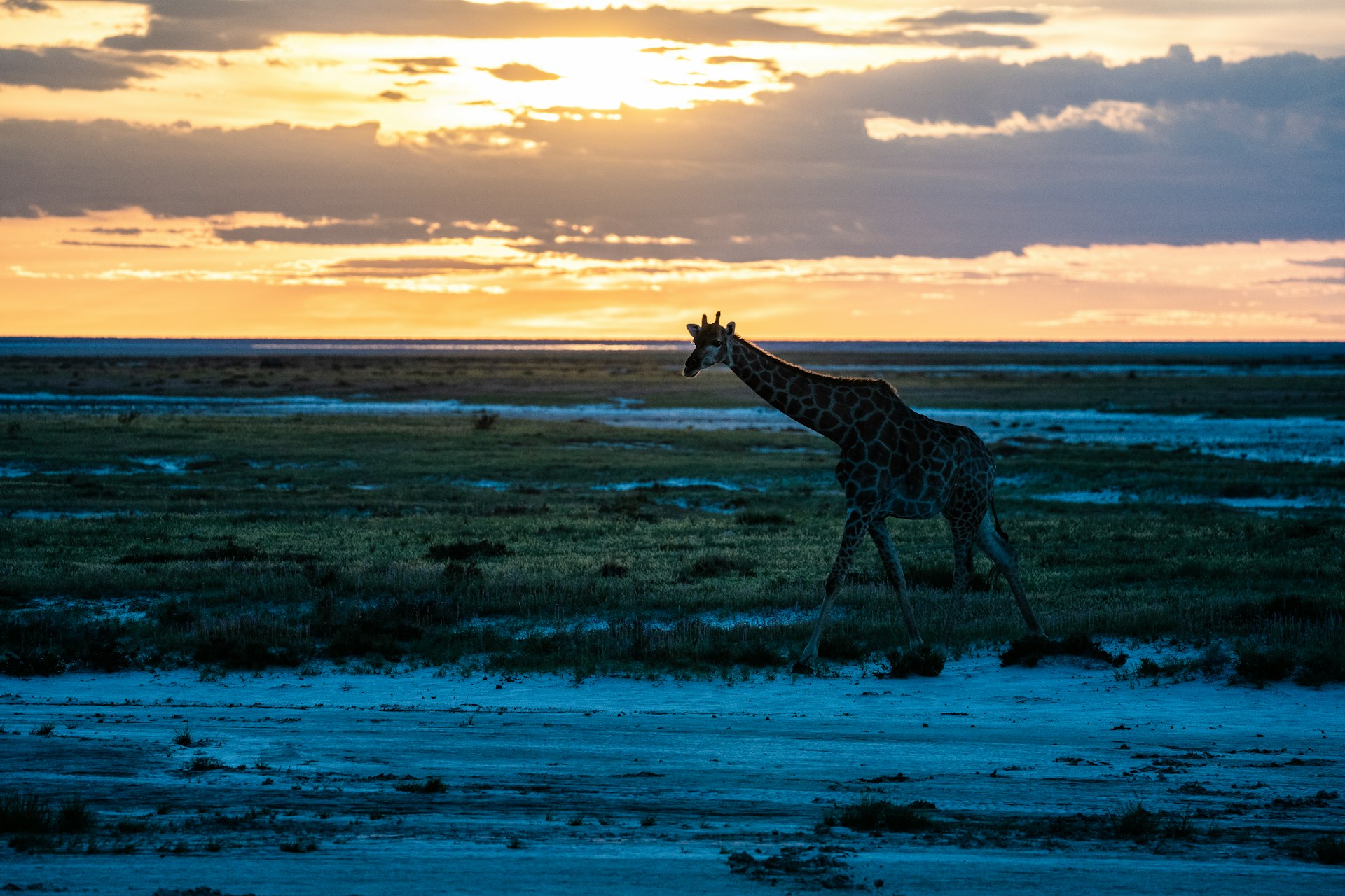 Go to Etosha National Park with ARCH tours to see wonderful wildlife such as giraffes.